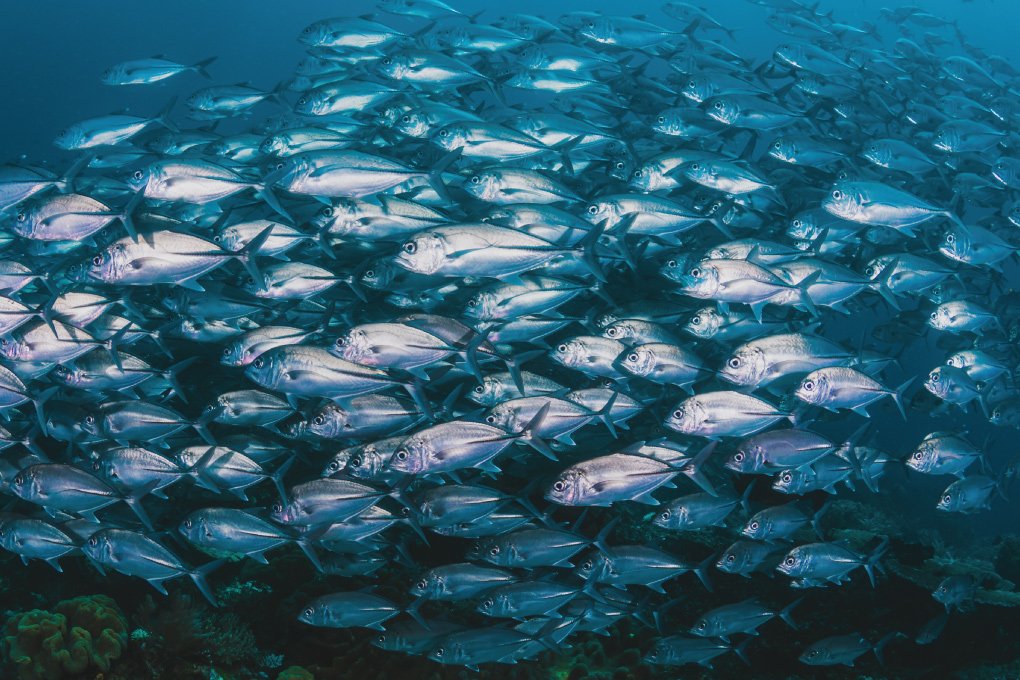 Видеть много рыб в прозрачной воде. Стая желтопёрых тунцов. Миграция тунца в тихом океане. Малёк рыба тунец. Тунец стая.
